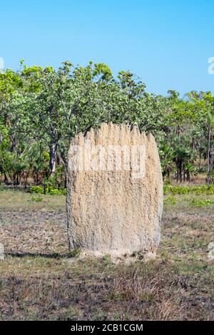 Ein einzelner magnetischer Termiten-Hügel im Litchfield National Park, in der Nähe von Darwin, Northern Territory, NT, Australien Stockfoto