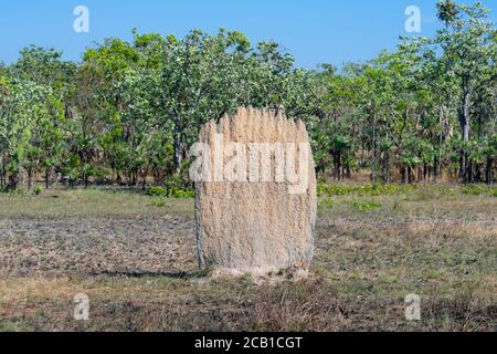 Ein einzelner magnetischer Termiten-Hügel im Litchfield National Park, in der Nähe von Darwin, Northern Territory, NT, Australien Stockfoto