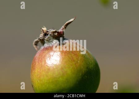 Selektiver Fokus Schuss eines unreifen Granatapfel auf einem sonnigen Tag Stockfoto