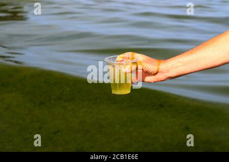 Globale Verschmutzung der Umwelt und Gewässer. Ein Mann sammelt schmutziges grünes Wasser mit Algen in ein Glas. Wasserblüte, Phytoplankton Stockfoto