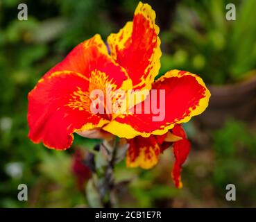 Nahaufnahme der schönen Caesalpinia Blume auf verschwommenem Naturhintergrund Stockfoto