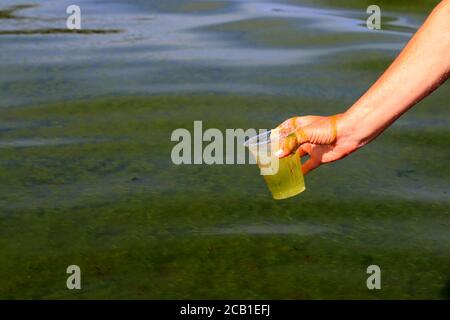 Globale Verschmutzung der Umwelt und Gewässer. Ein Mann sammelt schmutziges grünes Wasser mit Algen in ein Glas. Wasserblüte, Phytoplankton Stockfoto