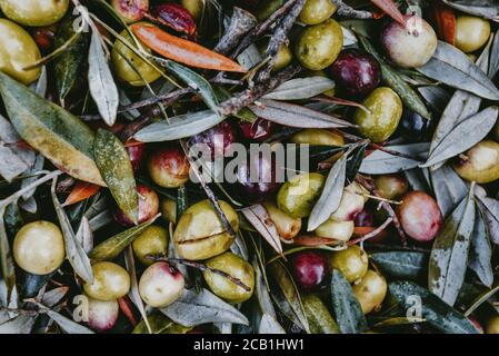 Ein Stapel grüner Oliven, die während der Ernte frisch gesammelt wurden. Geerntete frische Oliven. Lesbos. Griechenland. Stockfoto