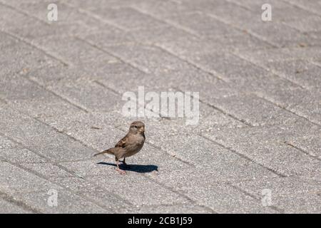 Kleiner Sperling auf dem Boden Stockfoto
