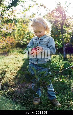 Nettes kleines Mädchen Kind pflücken reifen Bio roten Äpfeln in der Apfelgarten im Herbst. Gesunde Ernährung. Erntekonzept, Apfelernte. Stockfoto