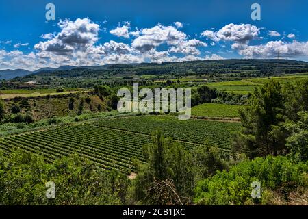 Traubenfelder, Caves Castellroig Weingut, La Granada del Penedes, Barcelona, Katalonien, Spanien Stockfoto