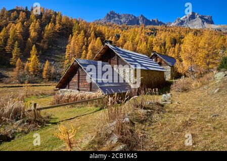 Das Claree Obere Tal mit Lärchen in vollen Herbstfarben und das Cerces Massiv im Hintergrund. Nevache, Hautes-Alpes, Alpen, Frankreich Stockfoto