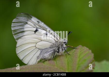 Getrübter Apollo (Parnassius mnemosyne). Das Foto wurde in einem der wenigen noch vorhandenen Fundorte für diese Art in Schweden aufgenommen. Stockfoto