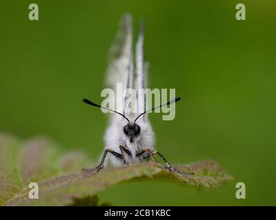 Getrübter Apollo (Parnassius mnemosyne). Das Foto wurde in einem der wenigen noch vorhandenen Fundorte für diese Art in Schweden aufgenommen. Stockfoto