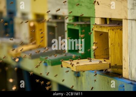 Nahaufnahme von Bienenstöcken mit Bienen, die herumschwärmen Stockfoto