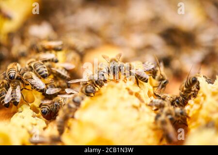 Bienen schwärmen und füttern auf dem Kamm im Bienenstock Stockfoto