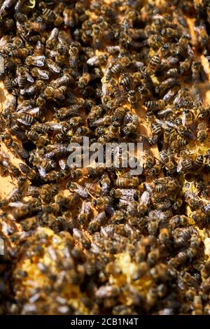 Bienen schwärmen und füttern auf dem Kamm im Bienenstock Stockfoto