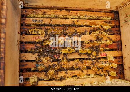 Kämme voller Honig, die aus dem Bienenstock extrahiert werden Stockfoto