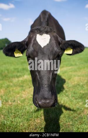 Vorderansicht einer schwarz-weißen Kuh im frischen grünen Gras in den Niederlanden. Konzentrieren Sie sich auf den Kopf. Vertikales Bild Stockfoto