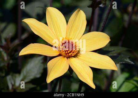 Dahlia Bischof von York gelbe Dahlia Blume Blüte Stockfoto