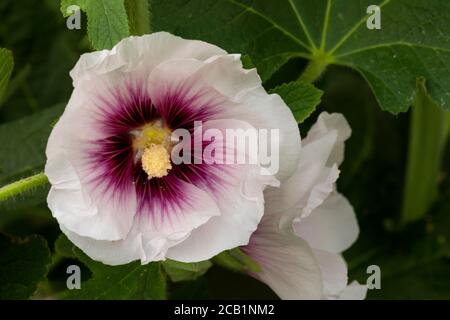 Weiße und violette Hollyhock Blume Stockfoto