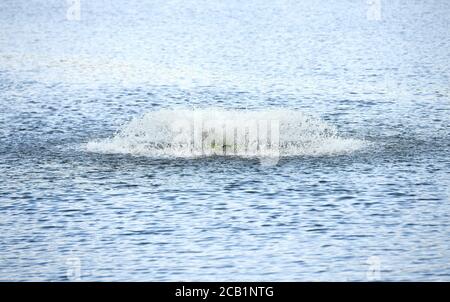 10. August 2020, Nordrhein-Westfalen, Münster: Ein Belüfter bringt Sauerstoff ins Wasser des Sees. Aufgrund der großen Hitze benötigt der See mehr Sauerstoff. Foto: Caroline Seidel/dpa Stockfoto