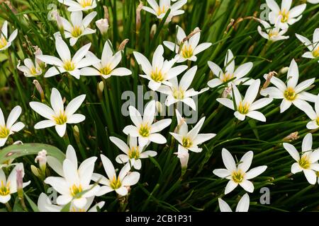 Zephyranthes candida, Stadt Isehara, Präfektur Kanagawa, Japan Stockfoto