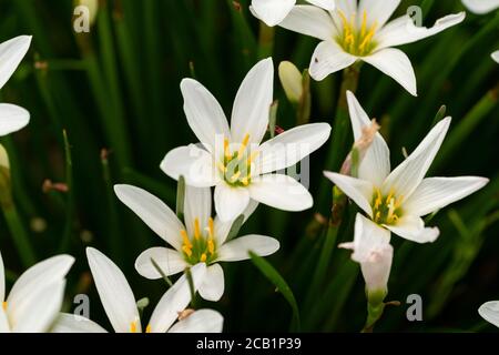 Zephyranthes candida, Stadt Isehara, Präfektur Kanagawa, Japan Stockfoto