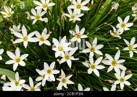 Zephyranthes candida, Stadt Isehara, Präfektur Kanagawa, Japan Stockfoto