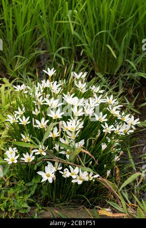 Zephyranthes candida, Stadt Isehara, Präfektur Kanagawa, Japan Stockfoto