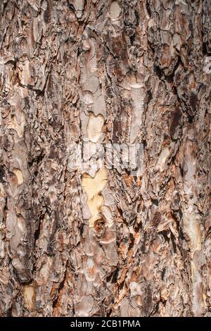 Rinde Textur Hintergrund. Kiefernbaum Rinde Muster. Stockfoto