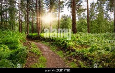 Weg in den Wald. Sonniger Sommerwald. Stockfoto