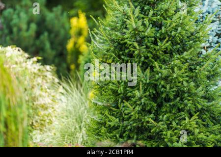 Landschaftsgestaltung Design Mit Evergreen Bäumen Ziergräser Und Sträucher In Home Garden. Stockfoto