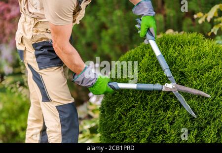 Männlicher Gärtner Pruning Dekorative Büsche Mit Schneidescheren Im Privaten Hof. Stockfoto