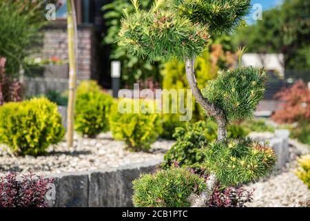 Nahaufnahme Eines Kleinen Dekorativen Grünen Baumes Im Garten, Umgeben Von Anderen Zierpflanzen. Stockfoto