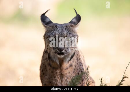 Gesichtsbildnis eines ruhigen iberischen Luchses, der geradeaus blickt In freier Wildbahn Stockfoto