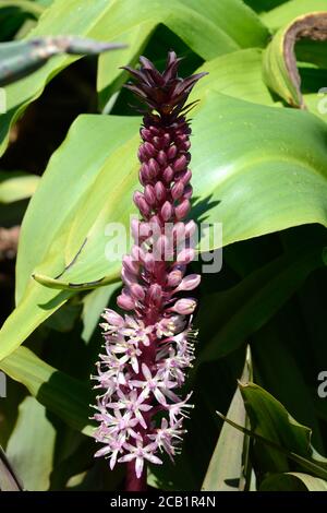 Eucomis comosa funkelnder Burgunder Blütenstachel Stockfoto