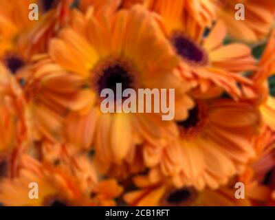 Verschwommener Hintergrund mit Gerbera Gänseblümchen Blumen Stockfoto