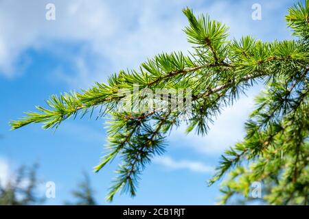 Grüne Kiefer Zweige auf blauem Himmel Hintergrund Stockfoto