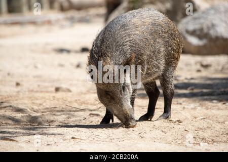 Porträt eines Wildschweins, das unter Sonnenlicht den Sand schnüffelt Stockfoto
