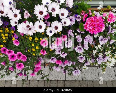 Nahaufnahme eines wunderschönen Blumentopfes vor einem Cottage Fenster voller Petunien und andere Sommerblumen Stockfoto