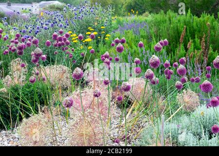 Allium sphaerocephalon allium & vrious allium blühende auf der National Botanischer Garten von Wales in Llanarthne Carmarthenshire Wales Großbritannien KATHY DEWITT Stockfoto