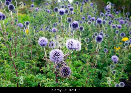 Blaue Allium echinops ritro und Veitch’s Blue in Flower at Der National Botanic Garden of Wales in Llanarthne Carmarthenshire Wales UK KATHY DEWITT Stockfoto