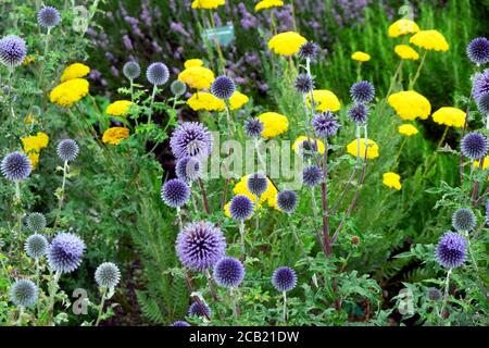 Blaue Allium echinops ritro und Veitch’s Blue in Flower at Der National Botanic Garden of Wales in Llanarthne Carmarthenshire Wales UK KATHY DEWITT Stockfoto