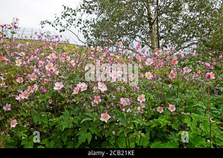 Pink Japanese Anemone hupehensis im August in krautigen Rand außerhalb Das große Glashaus im National Botanic Garden von WALES GROSSBRITANNIEN KATHY DEWITT Stockfoto