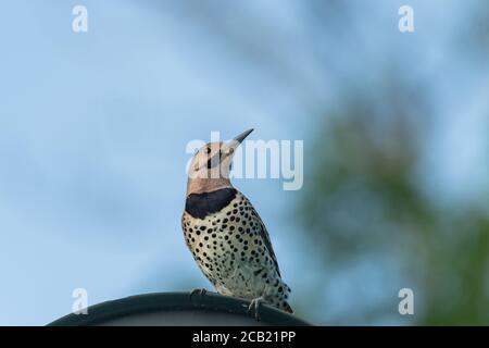 Northern Flicker im Hinterhof Stockfoto