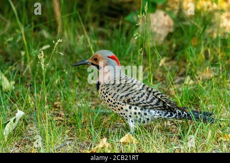 Northern Flicker im Hinterhof Stockfoto