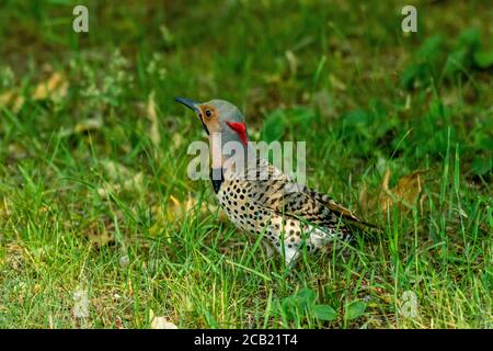 Northern Flicker im Hinterhof Stockfoto