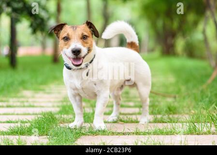 Glücklich niedlichen Haustier Hund Blick in die Kamera zu Fuß im Park Stockfoto