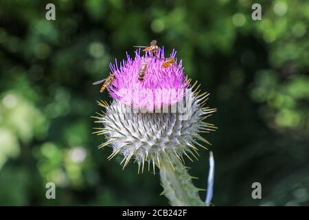 Schwebfliegen, (Episyrphus balteatus), manchmal auch als die Marmelade Schwebfliegen, auf einem gemeinsamen Thistle, (Cirsium vulgare) Blütenkopf, England, Großbritannien Stockfoto