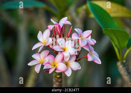 Frangipani Blume mit rosa Blättern Stockfoto