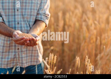 Die Hände des Bauern halten nach der Ernte reife Weizensamen Stockfoto