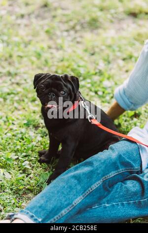 Selektiver Fokus des Mops Hund sitzt in der Nähe ältere Frau auf Gras im Park Stockfoto