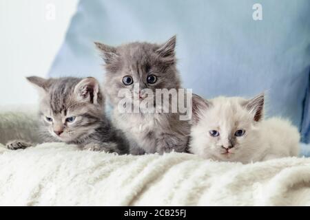 Viele Kätzchen. Schöne flauschige 3 Kätzchen lagen auf weißer Decke vor blauem Hintergrund. Grau weiß und gestromt Kätzchen. Verschiedene Katzen Haustiere liegen auf dem Sofa Stockfoto