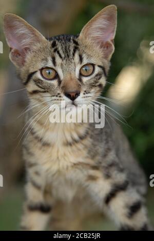 Junge liebenswert Tabby Kätzchen starrt aus dem Schuss. Stockfoto